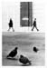 Pidgeon